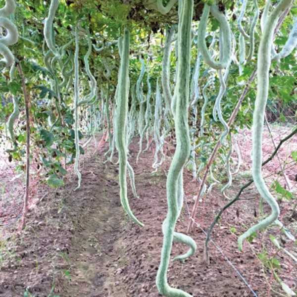 Thời gian ra quả có thể kéo dài hơn nửa năm, từ tháng 5 đến cuối tháng 10. Ảnh: Hnseeds