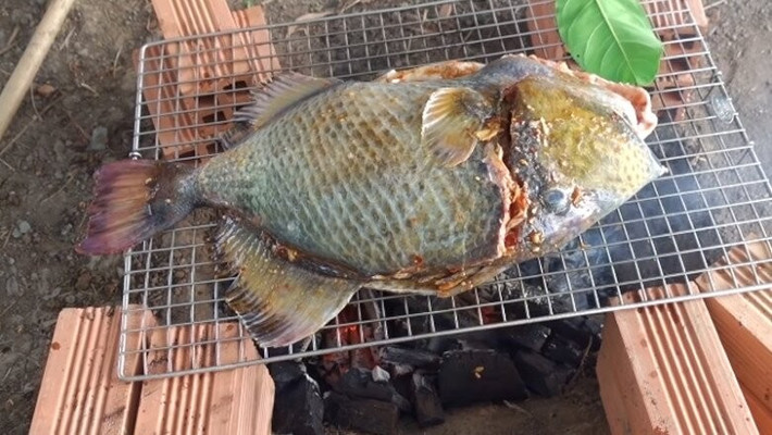 Thịt cá bò giáp trắng và ngọt như thịt gà nhưng lại có độ béo nhẹ, hương biển đặc trưng. Ảnh: Internet