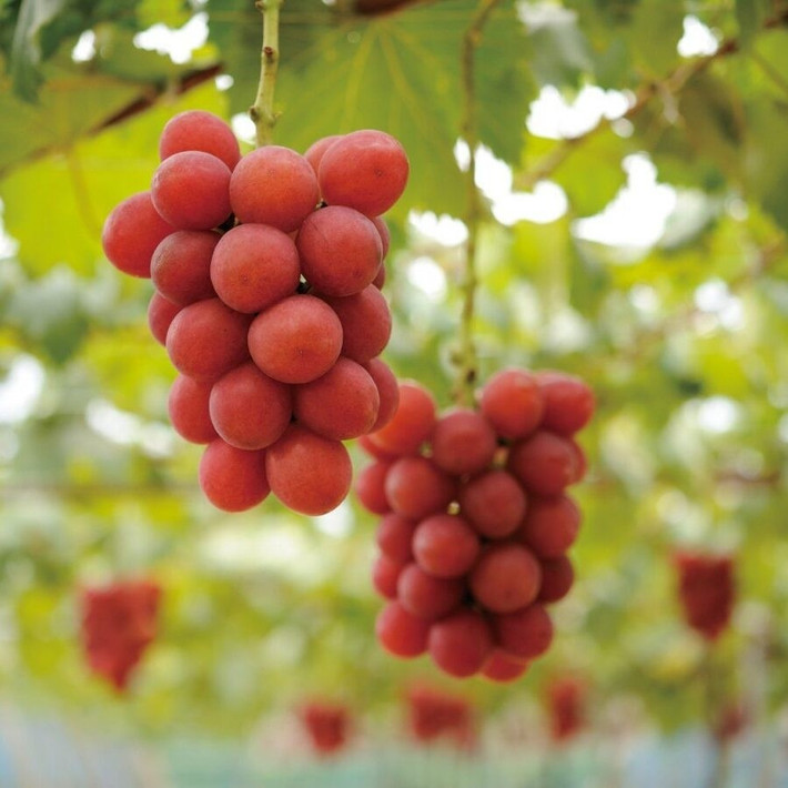 Là loại cây leo giàn, nho thích hợp với không gian ban công nhiều ánh nắng và có thể trồng trong chậu lớn hoặc thùng xốp. Trồng nho cần đảm bảo đất thông thoáng, thoát nước tốt và có giàn leo chắc chắn. Ảnh: Internet