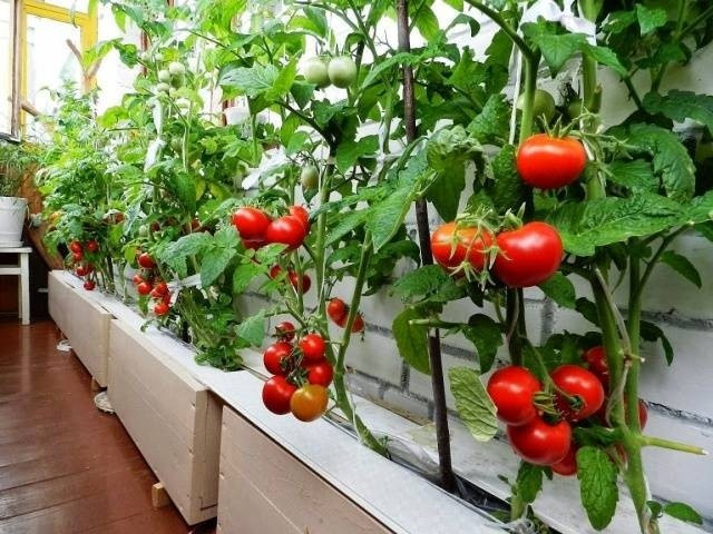 Cà chua là một trong những loại cây dễ trồng ban công nhất. Cà chua nên đặt ở nơi nhiều nắng, tưới nước đều đặn mỗi ngày sẽ cho quả sau 2 tháng. Ảnh: Facebook
