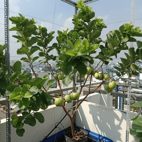 Ổi có thể trồng trong chậu ngay tại nhà vừa làm cây cảnh, lại vừa có quả ăn. Nên chọn đất tơi xốp, thoáng khí, có khả năng thoát nước và giữ ẩm tốt. Ảnh: Sfarm