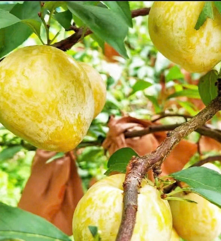 Mận cau Trung Quốc thuộc phân khúc trái cây cao cấp tại thị trường Việt, còn đắt đỏ hơn cả giá cherry Mỹ. Ảnh; Facebook