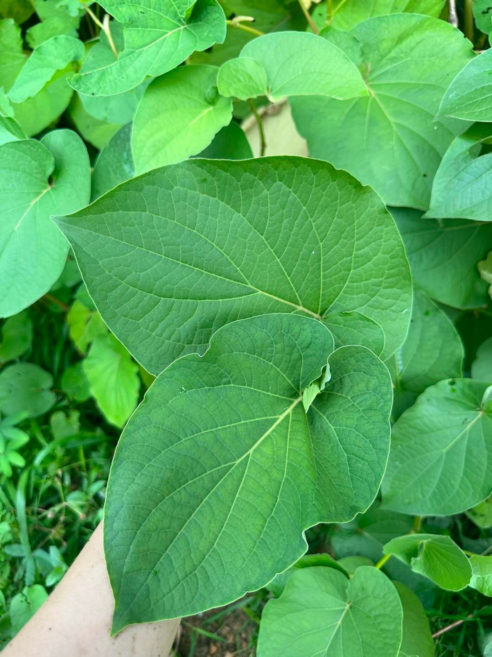 Đây là loại lá độc đáo, ít người biết nhưng mang hương thơm đặc trưng không thể trộn lẫn. Ảnh: Facebook