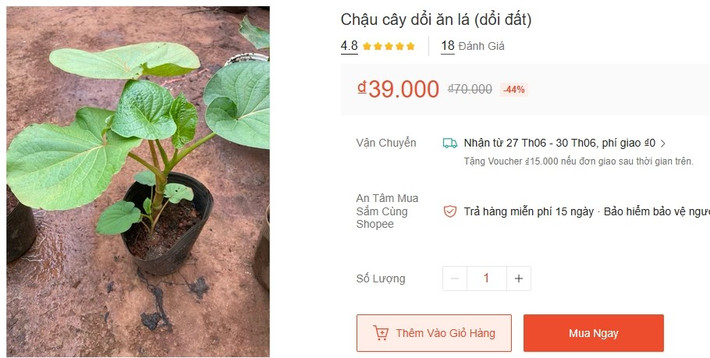 Bên cạnh đó, nhiều địa chỉ còn bán cây dổi ăn lá, giá từ 20.000 - 40.000 đồng/cây, tùy kích cỡ. Ảnh chụp màn hình