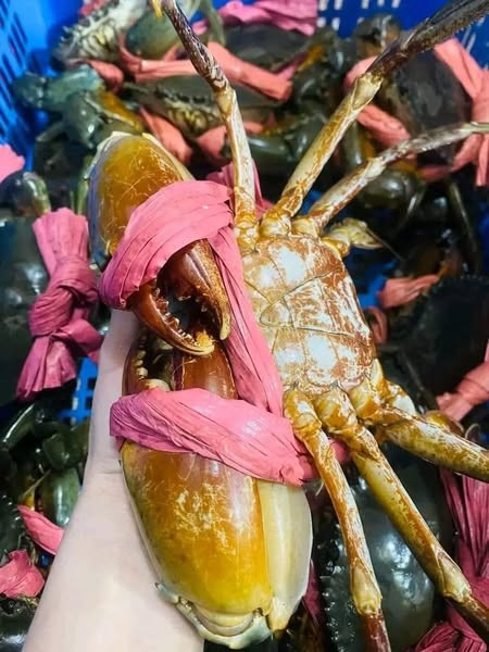 Cua Cà Mau được nuôi hoặc sinh sống tự nhiên trong môi trường rừng ngập mặn và kênh rạch ở Cà Mau. Ảnh: Facebook