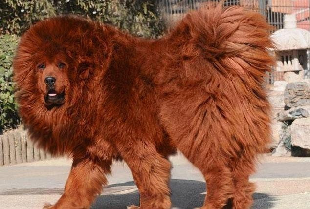 Một chú chó ngao Tây Tạng khác, mang tên "Big Splash", cũng từng được bán với giá 1,5 triệu USD. Ảnh: Reddit
