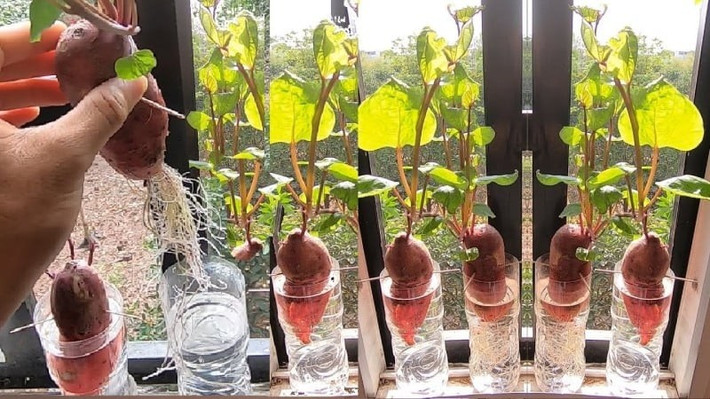Khoai lang không chỉ cho củ ngon mà còn có rễ trắng muốt đẹp mắt, phù hợp trồng làm cảnh trong bình thủy tinh. Ảnh: Facebook