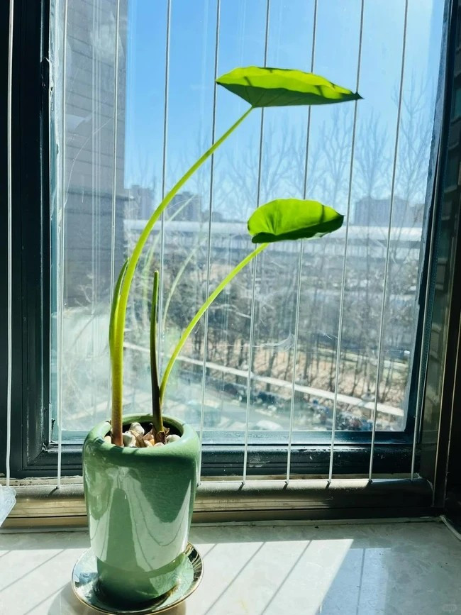 Tận dụng củ khoai môn thừa hoặc bị hỏng trồng trong nước sẽ có ngay chậu cảnh xinh xắn trang trí phòng. Ảnh: Phunuso