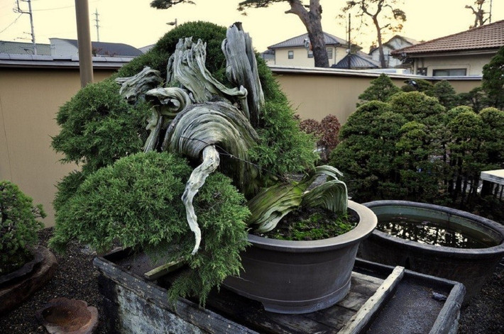 Tác phẩm bonsai Juniper 1000 năm tuổi được lưu giữ tại Vườn ươm Bonsai Mansei-en, tọa lạc tại Omiya (Nhật Bản). Ảnh: Bonsai2u