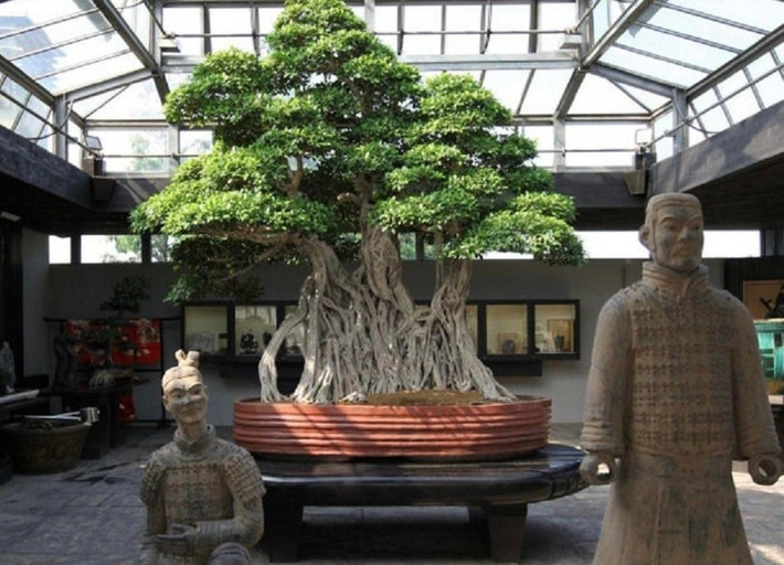 Cây bonsai lâu đời nhất được biết đến là Ficus retusa Linn (còn gọi cây sanh) tại Bảo tàng Crespi Bonsai ở Ý. Người ta ước tính cây đã hơn 1000 năm tuổi. Ảnh: Bonsai2u