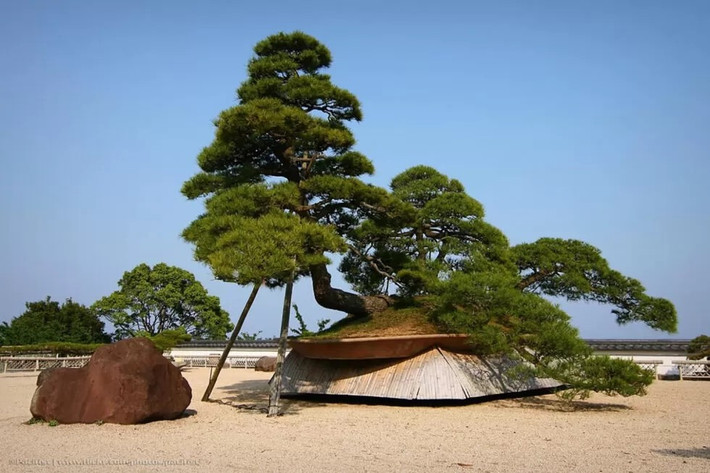 Cây thông đỏ đã 600 năm tuổi, rộng hơn 9 mét và cao 4,8 mét. Ảnh: Hookedonbonsai