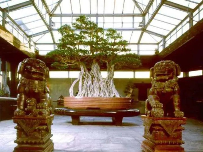 Cây trồng trong chậu bonsai lớn nhất thế giới và được chăm sóc bởi các bậc thầy bonsai Trung Quốc. Cây cao 3 mét gây ấn tượng với bộ rễ dày đặc và cân đối hoàn hảo. Ảnh: Bonsairesourcecenter