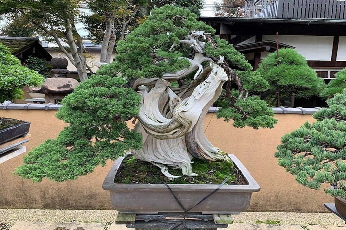 Bảo tàng Bonsai Shunkaen ở Tokyo (Nhật Bản) là nơi lưu giữ hai trong số những cây bonsai lâu đời nhất thế giới. Cả hai đều được ước tính có tuổi đời trên 800 năm. Ảnh: Bonsai2u