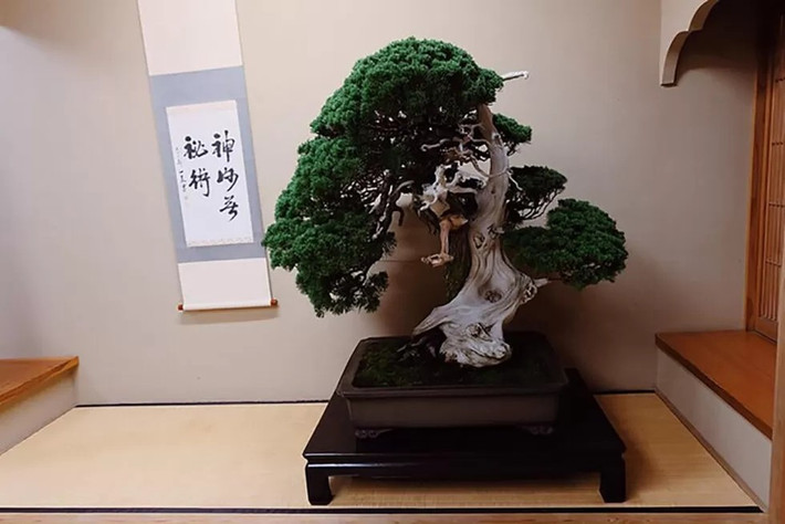 Cây bonsai bách xù 800 năm đang được trưng bày tại Bảo tàng Bonsai Shunkaen, dưới sự chăm sóc của bậc thầy bonsai Kunio Kobayashi. Ảnh: Cheesie