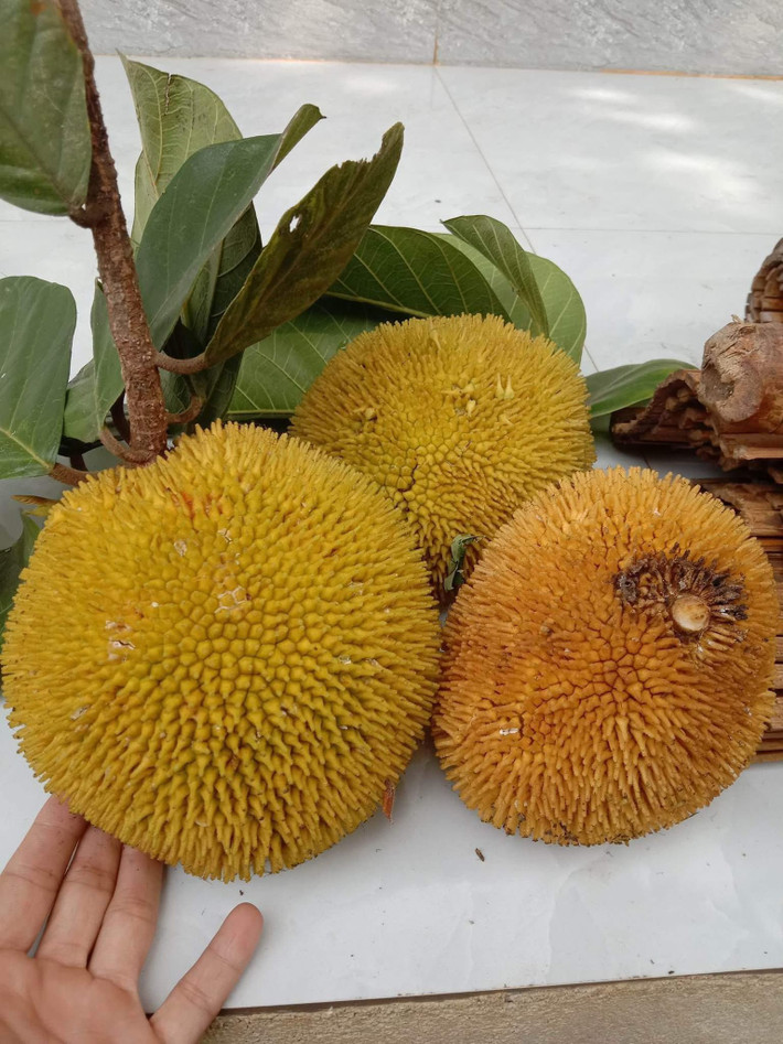 Thời gian gần đây, các loại mít vào mùa chín rộ. Bên cạnh mít Thái, mít mật, mít dai quê... trên thị trường còn xuất hiện loại mít tí hon thu hút đông đảo khách hàng. Ảnh: Facebook