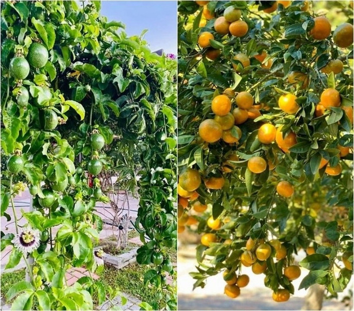Ngoài cây cảnh, nam ca sĩ còn trồng nhiều cây ăn quả. Ảnh: FBNV