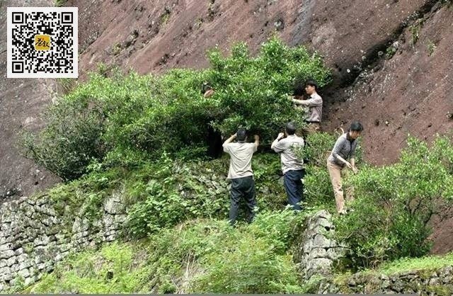 Mỗi năm, sản lượng thu hoạch từ các cây gốc này chỉ tính bằng gam, khiến chúng trở thành báu vật. Ảnh: Chaxu