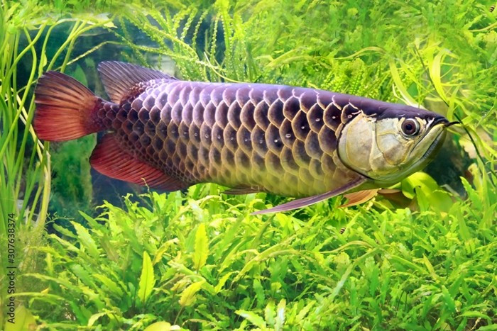 Khi môi trường sống ở vùng đất ngập nước tại Đông Nam Á suy giảm, số lượng cá rồng châu Á bắt đầu giảm. Ảnh: Adobe Stock