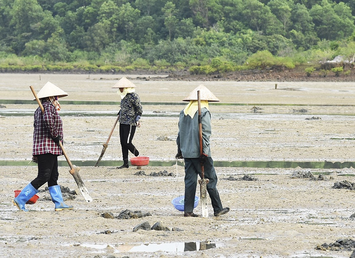 Khi nước biển xuống, lộ ra những bãi triều ven bờ cũng là lúc người dân bắt đầu đi săn sâu đất. Ảnh: Suckhoedoisong