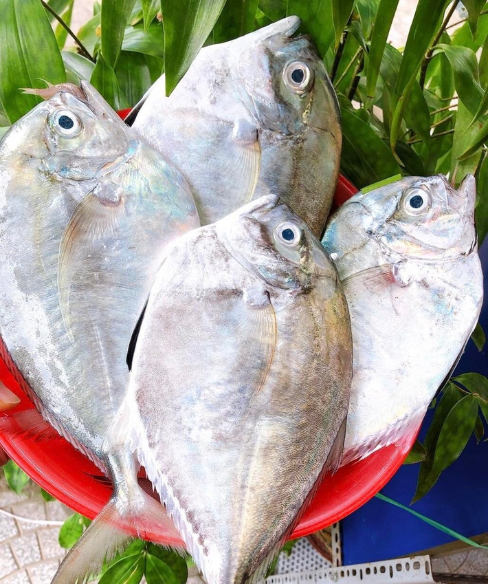 Cá từ bi (hay còn gọi cá bi) là một loài cá đặc sản của vùng biển Lâm Đồng, hình dáng gần giống cá viễn nhưng mình dày hơn và đầu tròn hơn. Ảnh: Dân Việt