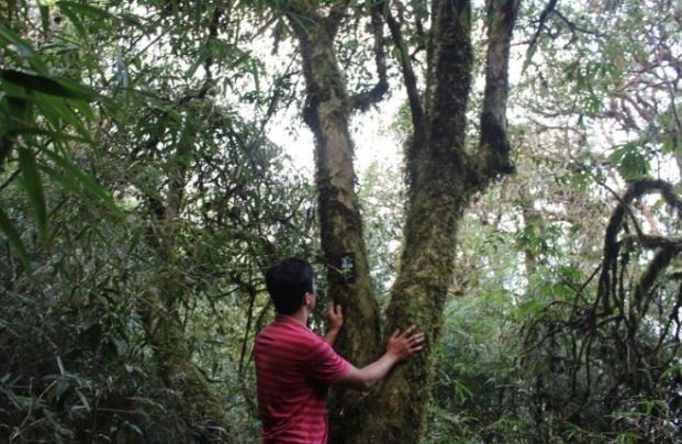 Cây chè Bạch Long mọc trên dãy núi Hoàng Liên Sơn, ở độ cao 2.400-2.700m, hàng nghìn năm tuổi, được mệnh danh là bảo vật của Việt Nam. Ảnh: Internet