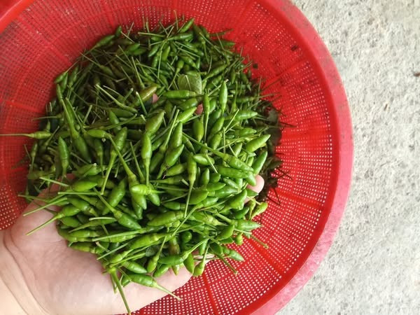 Đặc biệt, chỉ có điều kiện thổ nhưỡng và khí hậu ở vùng Tuyên Quang mới cho ra ớt gió có mùi thơm độc đáo và quả nhỏ li ti. Ảnh: Facebook