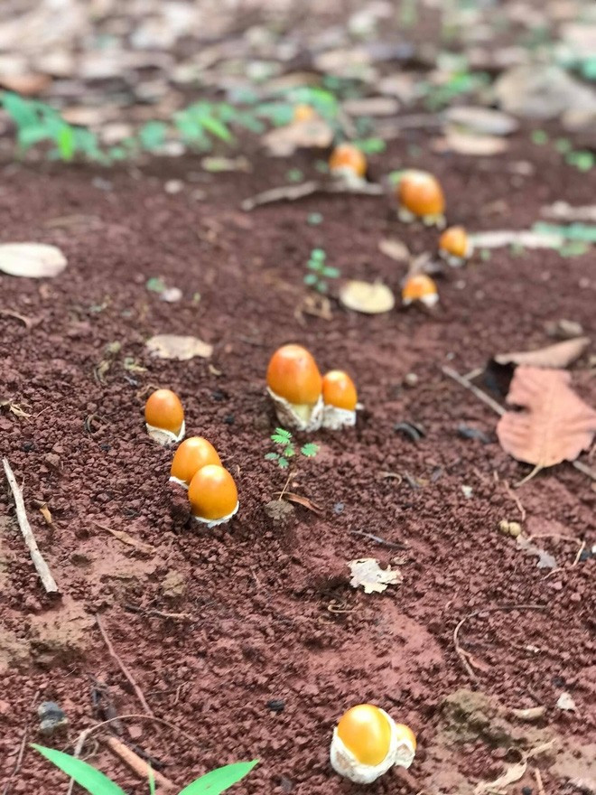 Bên ngoài nấm có lớp vỏ màu trắng, bên trong giống như lòng đỏ trứng gà. Mùa nấm từ tháng 6 đến tháng 7 hàng năm. Ảnh: Facebook