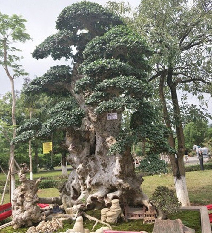 Cây duối cao hơn 2,5m, tính cả đế khoảng hơn 3,5m. Ảnh: Người đưa tin
