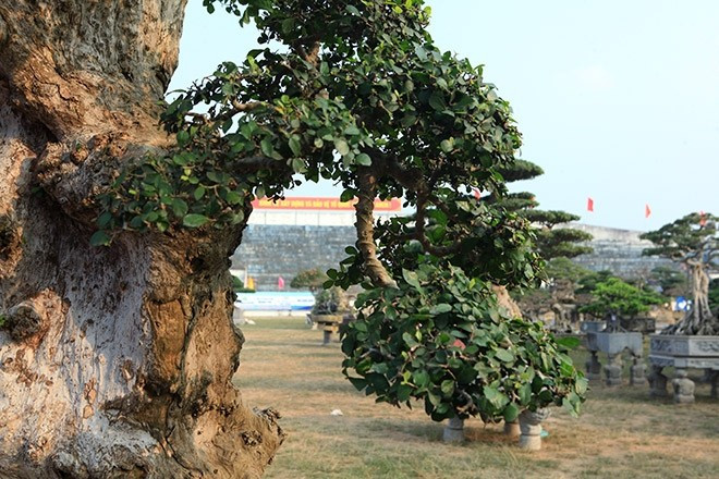 Cây duối mang tên “Lão mai đại thọ”, có nghĩa là một người cha sống trường thọ bên cạnh đàn con cháu. Ảnh: Dân Việt