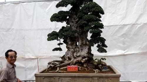 Theo tiết lộ từ ông Hòa, "Lão mai đại thọ" không phải cây duối được đánh từ rừng, mà có nguồn gốc rõ ràng, được ông mua về từ Bắc Giang. Ảnh: Dân Việt