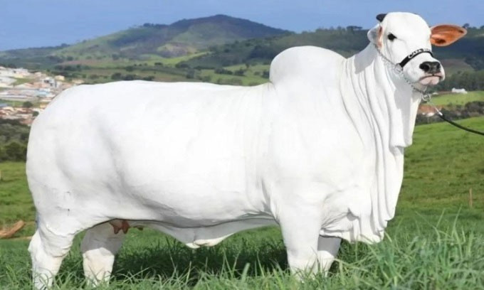 Viatina-19, một con bò giống Nelore có nguồn gốc từ Ấn Độ, đã đi vào lịch sử khi được đấu giá lên tới 4 triệu USD (tương đương hơn 100 tỷ đồng). Ảnh: Getty