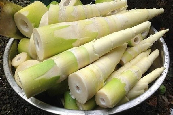 Măng le tươi giá khoảng 70.000 đồng/kg, trong khi đó măng le khô dao động từ 200.000 - 250.000 đồng/kg. Ảnh: Internet