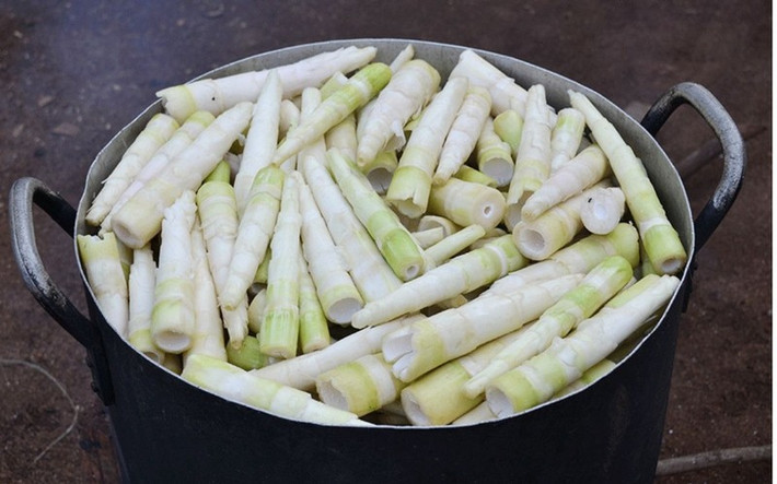 Khác với măng tre hay măng nứa có thể đắng, măng le đặc ruột, ngọt bùi tự nhiên. Ảnh: Facebook