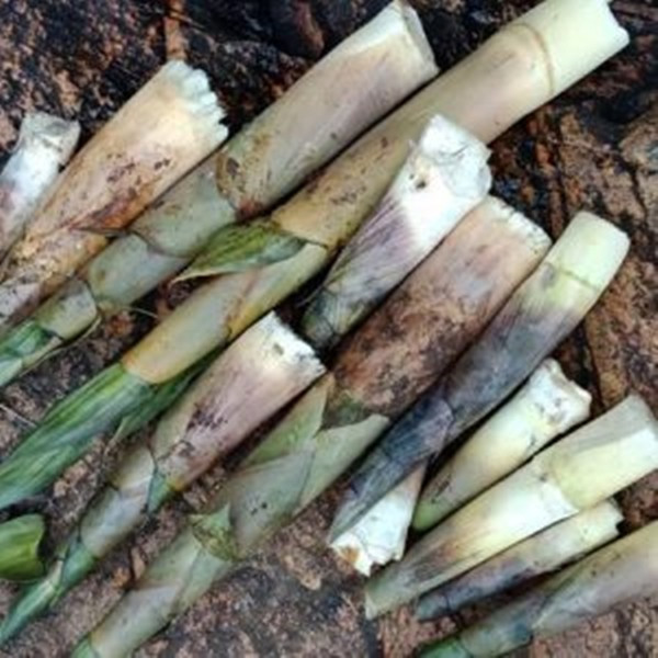 Măng le là đặc sản mộc mạc của vùng đất Tây Nguyên. Đây là phần non của cây le, loài thực vật thuộc họ tre nứa, không có gai, mọc nhiều ở vùng đất đỏ bazan màu mỡ. Ảnh: Internet
