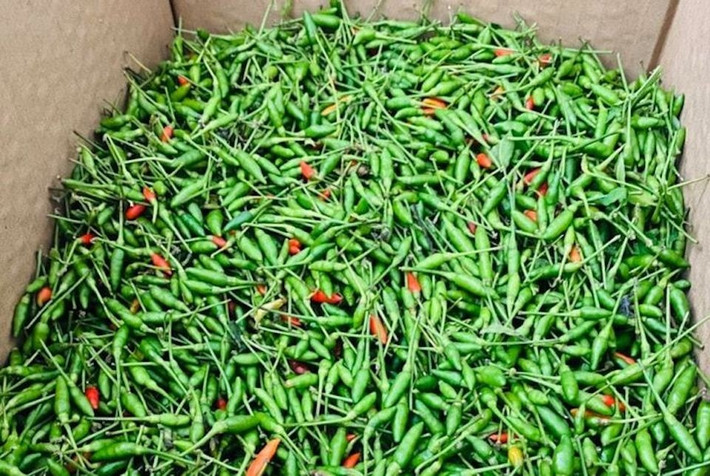 Vì thế, giá ớt gió khá đắt. Đầu mùa, ớt gió giá khoảng 650.000 - 700.000 đồng/kg, cuối mùa ớt hạ nhiệt còn 500.000 đồng/kg. Thời điểm cận Tết, giá ớt gió tăng vọt lên đến 1 triệu đồng/kg nhưng vẫn không đủ hàng để bán. Ảnh: Facebook