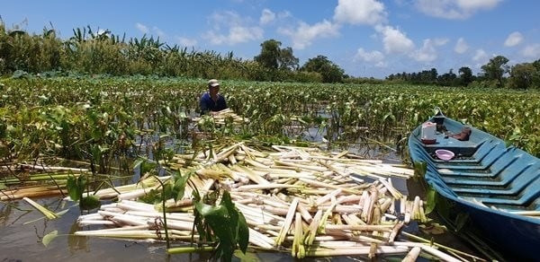 Với công việc này, trung bình mỗi người có thể thu nhập khoảng 400.000 đồng/ngày. Ảnh: Dân Việt