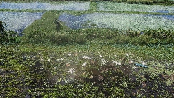 Do được người tiêu dùng ưa chuộng, bà con một số nơi ở Cà Mau chọn việc nhổ rau mác để bán. Ảnh: Dân Việt