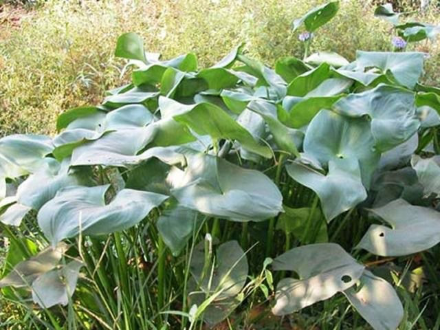 Rau mác mọc nhiều nơi đồng ruộng, đầm lầy, ao hồ ở vùng đồng bằng sông Cửu Long. Ảnh: Internet