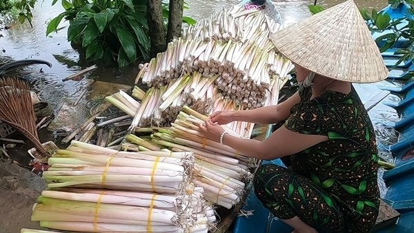 Vừa giòn ngon, lại lạ miệng nên rau mác thường xuyên trong tình trạng hết hàng. Nhiều người phải đặt trước mới mua được. Ảnh: Một thế giới