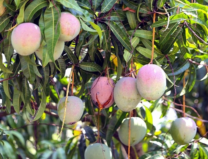 Những ngày qua, người dân các xã, thị trấn của huyện Cam Lâm (tỉnh Khánh Hòa) "đứng ngồi không yên" vì giá xoài Úc tiêu thụ chậm, không có thương lái thu mua. Ảnh: Vietnamnet