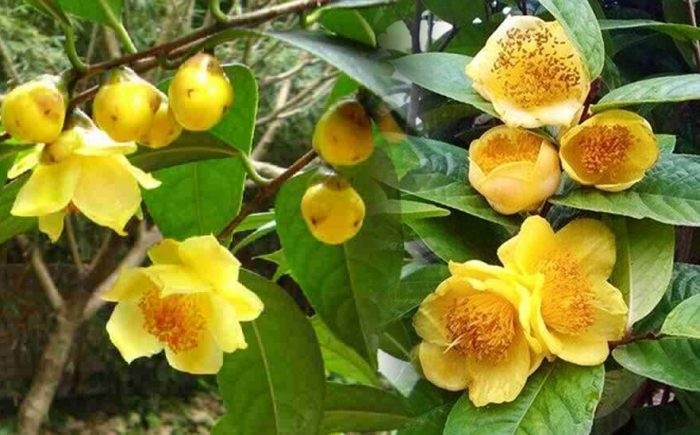 Cây phải trồng từ 6–7 năm mới bắt đầu ra hoa, và giá hoa có thể lên tới 20.000 NDT/kg (khoảng 73 triệu đồng). Ảnh: Báo Dân tộc & phát triển
