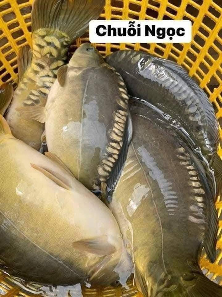 Trên thị trường, giá cá chép giòn chuỗi ngọc dao động từ 170.000 – 250.000 đồng/kg. Ảnh: Facebook