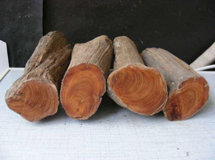 Loài gỗ này lần đầu tiên được phát hiện tại tỉnh Tứ Xuyên, Trung Quốc. Trong khi nhiều loại cây khác có thể trồng nhân tạo thì gỗ nhai bách chỉ sinh trưởng trong môi trường tự nhiên. Ảnh: Internet
