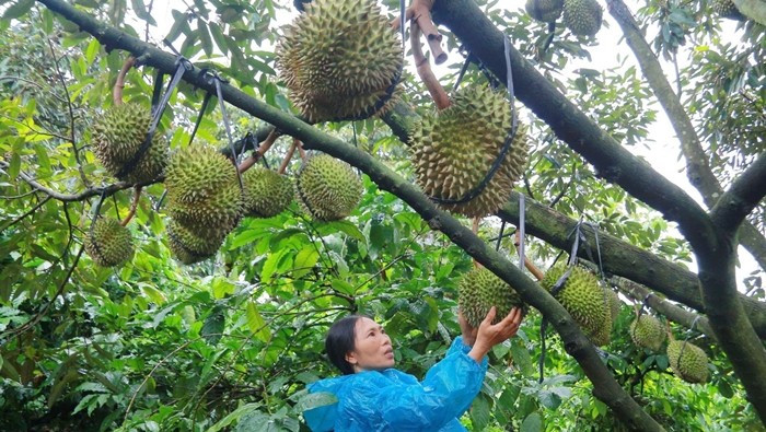 Những năm trước, sầu riêng Musang King tại Đắk Lắk có giá trị cao, được thu mua với giá từ 80.000-85.000 đồng/kg. Nhưng năm nay, giá giảm sâu, dao động 20.000-25.000 đồng/kg. Ảnh: Dân Việt