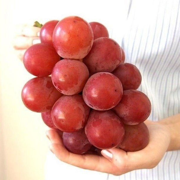 Mỗi quả nho Ruby Roman đạt chuẩn phải có trọng lượng tối thiểu 30g và đường kính 30mm. Ảnh: Whimsy