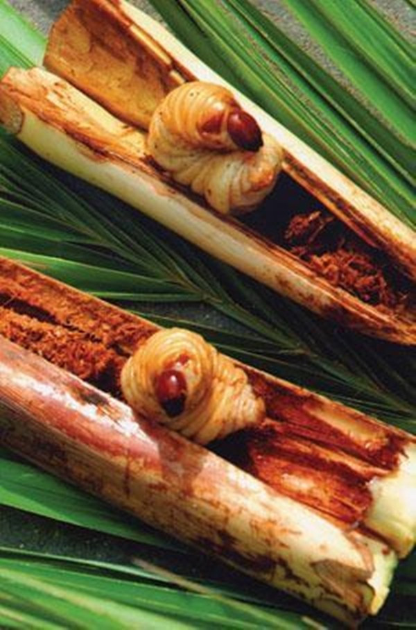 Đây là ấu trùng của các loài bọ như kiến dương, bọ rầy, sống trong phần củ hũ non của cây chà là tự nhiên. Ảnh: DacsanCaMau