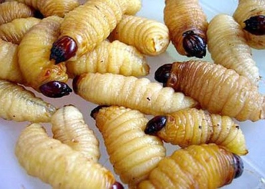 Đuông chà là giống như đuông dừa, đuông tơ tằm nhưng to hơn, béo hơn, bên ngoài màu trắng muốt. Ảnh: Vietnamnet