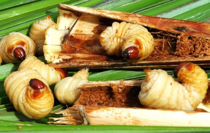 Đuông chà là - loài côn trùng béo mũm mĩm là đặc sản độc nhất vô nhị tại Cà Mau. Ảnh: Internet