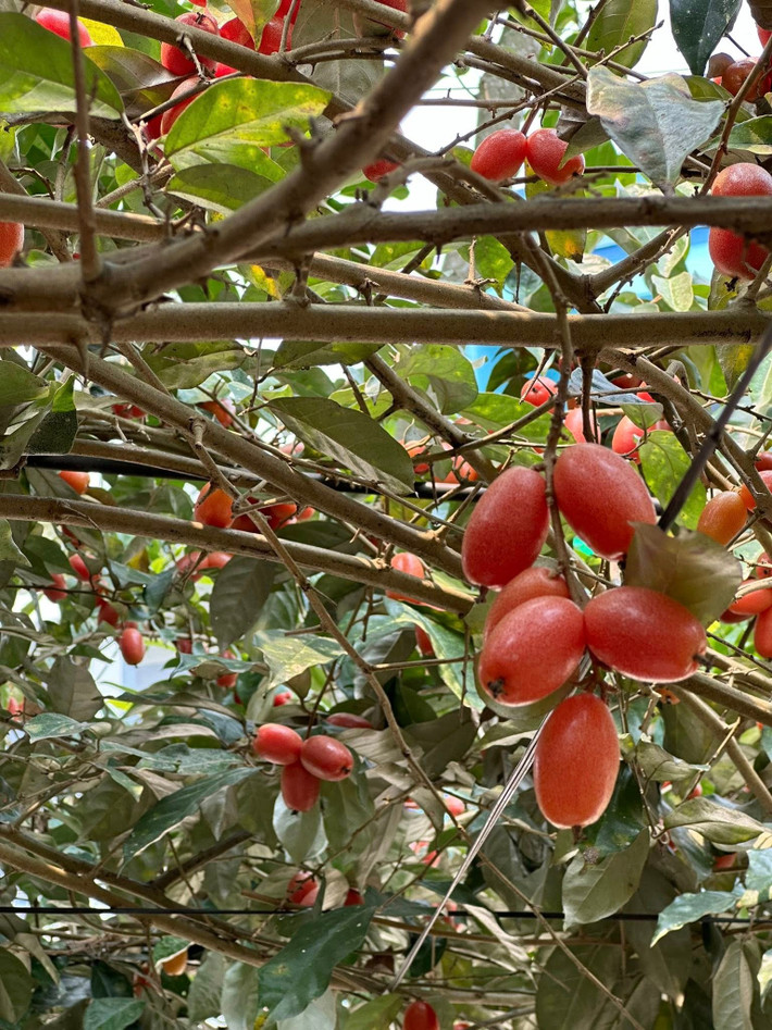 Tại đây, ông "vua nhạc đỏ" thu hoạch hoa trái, mỗi mùa một loại cây. Ảnh: FBNV