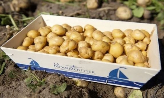 Hơn nữa, đất ở Noirmoutier khó canh tác, còn La Bonnotte quá mỏng manh nên phải thu hoạch bằng tay. Ảnh: Noirmoutier
